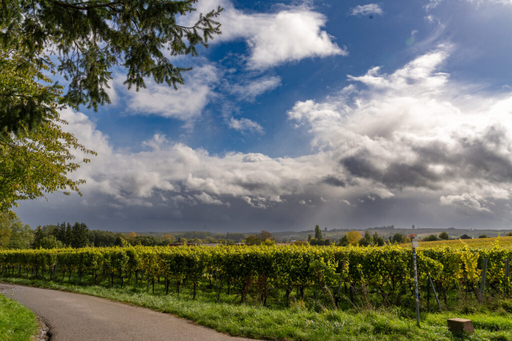 7R401784-1024x683 Schweigen-Rechtenbach